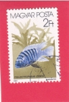 Stamps Hungary -  pez Zebra Mbuna (Cebra pseudotrofes)