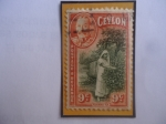 Sellos de Asia - Sri Lanka -  Plucking Tea- Ceylon- Ceilán - Recolección de la Hoja del Te- King George V- Sello de 9 Ctvs. Ceilan