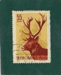 Stamps Romania -  Animales