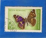 Sellos del Mundo : Europe : Romania : Mariposa