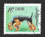 Stamps Germany -  1750 - Airedale terrier (DDR)