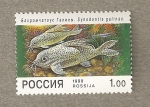 Sellos de Europa - Rusia -  Pez Synodontis galinae