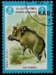 Stamps Afghanistan -  Sus scrofa