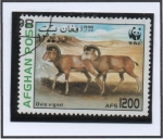 Stamps Afghanistan -  Ovis vignei