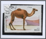 Stamps Afghanistan -  Camello dromedario