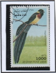 Stamps Afghanistan -  Steganura paradisea