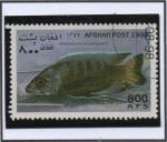 Stamps Afghanistan -  Aulonocara stuartgranti