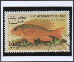 Stamps Afghanistan -  Pseudotropheus tropheops