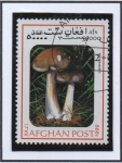 Sellos de Asia - Afganist�n -  Leocoprinus Bresadolae