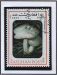 Stamps Afghanistan -  Agaricus campestria