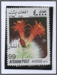 Stamps Afghanistan -  Cactus : Matucana multicolor