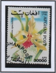 Stamps Afghanistan -  Orquidias : Mitonia spectabilis