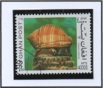 Stamps Afghanistan -  Moluscos : Cassis sulcosa