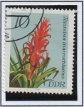 Stamps Germany -  Macrochlamys Tillandsia