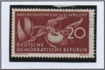 Stamps Germany -  Señora-Deslizador