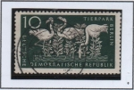 Stamps Germany -  Flamencos