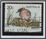 Stamps Australia -  Pajaros Australianos: Zampullin chico