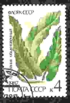Stamps Russia -  Flora de la URSS - Helechos. Scolopendrium vulgare