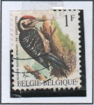 Stamps Belgium -  Pájaros: Pic Epeichette