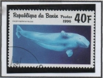 Stamps Benin -  Animales Marinos: Delphinapterus