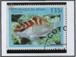 Stamps Benin -  Peces: Epinephelus