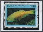 Sellos del Mundo : Africa : Benin : Peces: Scarusgibbu