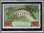 Stamps Benin -  Peces: Notopterus