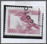 Stamps Benin -  Acrocephalus