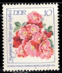 Stamps Germany -  	Exposición Internacional de la Rosa, Rosa de Berger(DDR).