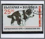 Sellos de Europa - Bulgaria -  Cachorros: Carakachan dog