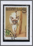 Sellos de Europa - Bulgaria -  Gatos: Siames