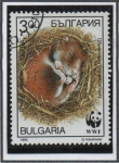 Stamps Bulgaria -  Criscetus: En el nido