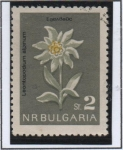 Stamps Bulgaria -  Flores: Edelwiss