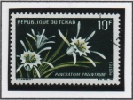 Stamps Chad -  Flores: Pancratium Trianthum