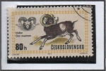 Sellos de Europa - Checoslovaquia -  Mouflon