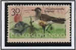 Stamps Czechoslovakia -  Aves d' Montaña: Chorlito Carabolo