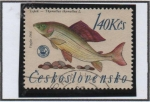 Stamps Czechoslovakia -  Peces: Timalos