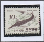 Sellos de Asia - Corea del norte -  Peces: Esturión