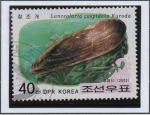 Stamps North Korea -  Moluscos: Lanceolaria Cospidata