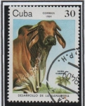 Stamps Cuba -  Desarrollo d' l' Ganadería: Cebú Cubano