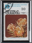 Stamps Cuba -  Flores d' cactus: Cylindropuntia