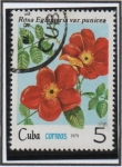 Stamps Cuba -  Rosas: Eglanteria