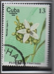 Sellos de America - Cuba -  Flores Silvestres: Morinda