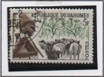 Sellos de Africa - Benin -  Ganadero