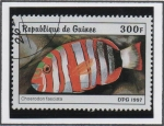 Stamps Guinea -  Peces: Choerodon fasciata