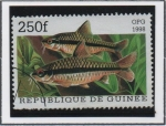 Stamps Guinea -  Peces: Barbodes miolepis