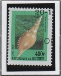 Stamps Guinea -  Moluscos: Tibia martinii