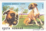 Stamps Romania -  PERROS DE RAZA BOXER