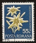 Stamps Romania -  Flor de las nieves - Edelweiss