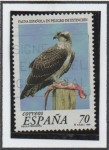 Stamps Spain -  Águila Pescadora